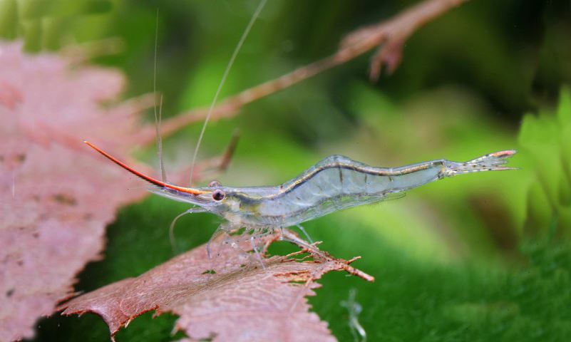 Prawn – Freshwater Biodiversity Portal of Bangladesh