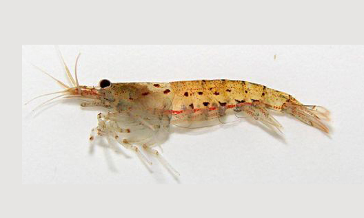 Prawn – Freshwater Biodiversity Portal of Bangladesh