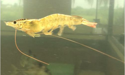 Prawn – Freshwater Biodiversity Portal of Bangladesh