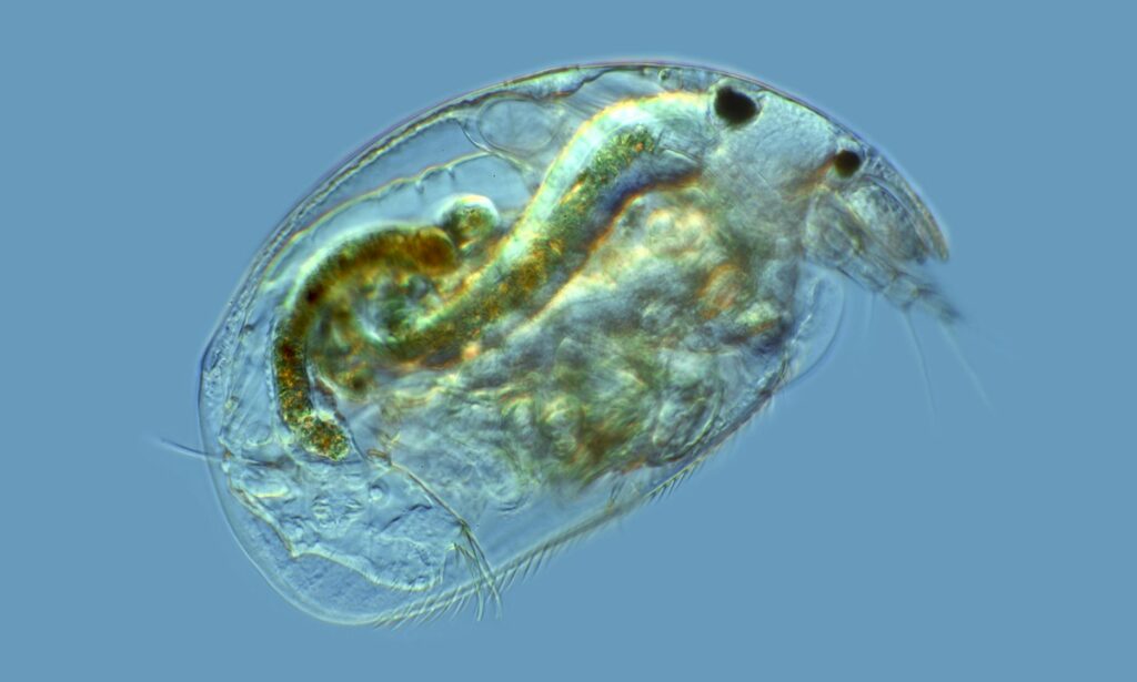 Zooplankton : Alona rectangula