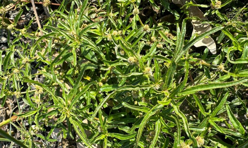 Aquatic weed : Alternanthera sessilis