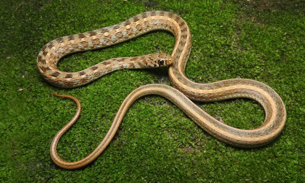 Snake : Amphiesma stolatum