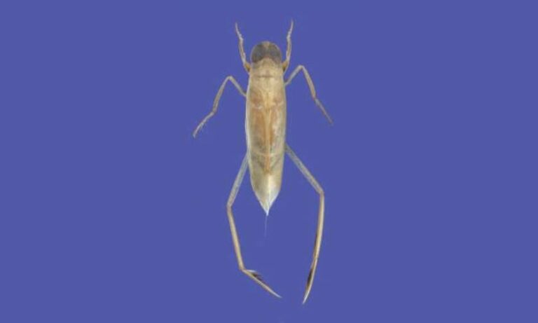 Anisops Insect Anisops breddini - Freshwater Biodiversity Portal of Bangladesh