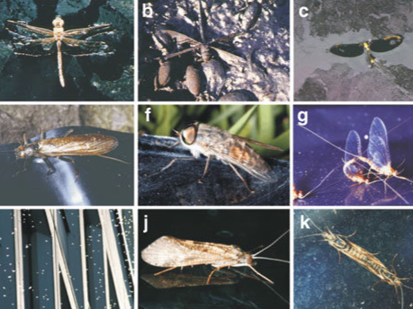 Non-Crustaceans - Freshwater Biodiversity Portal of Bangladesh