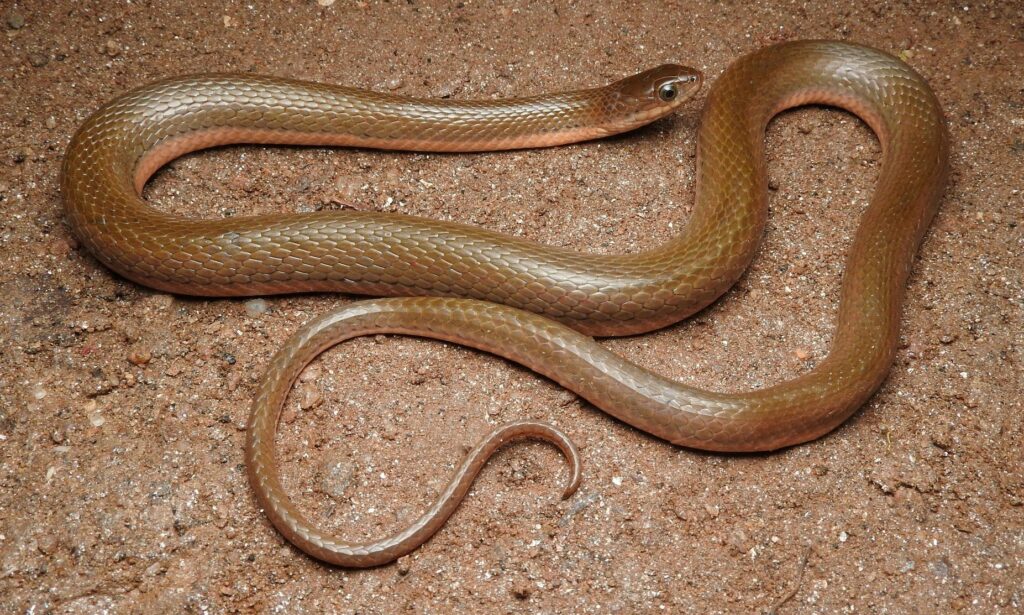 Snake : Atretium schistosum
