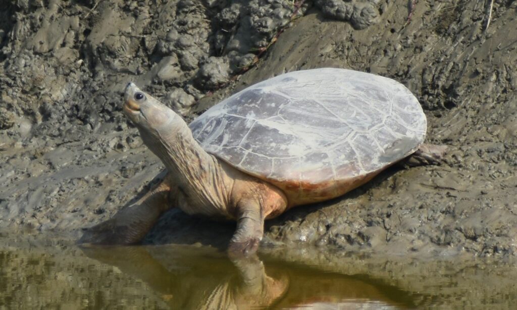 Turtle : Batagur baska