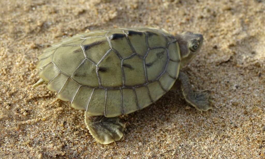 Turtle : Batagur dhongoka