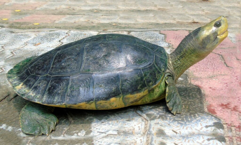 Turtle : Batagur kachuga