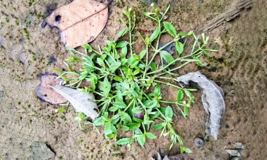 Aquatic weed : Bonnaya antipoda