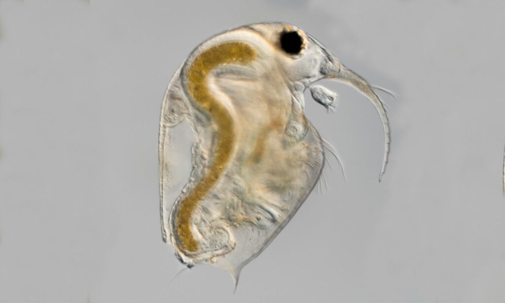 Zooplankton : Bosmina longispina