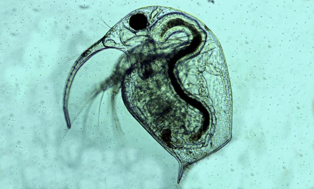 Zooplankton : Bosmina sp.