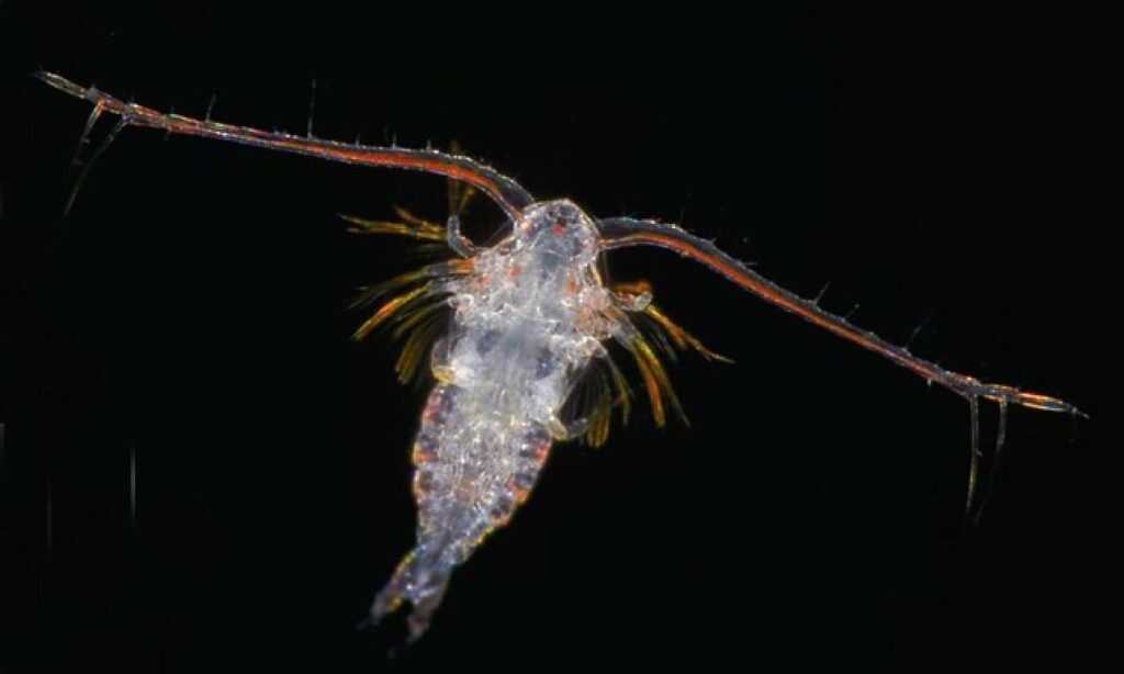 Zooplankton : Calanus sp.