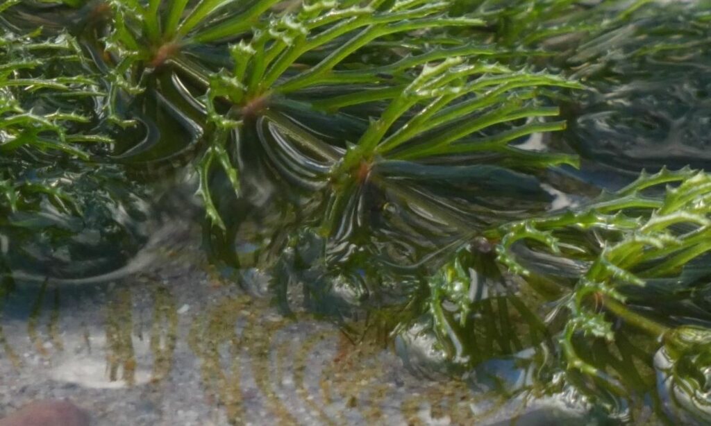 Aquatic weed : Ceratophyllum demersum