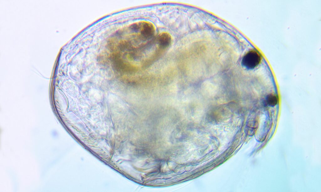 Zooplankton : Chydorus sp.