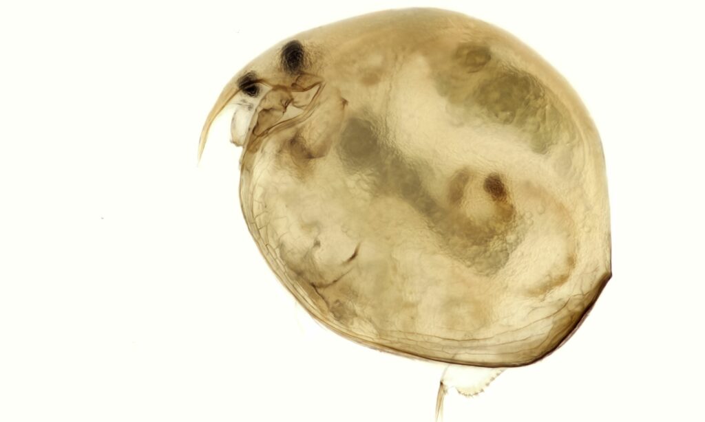 Zooplankton : Chydorus sphaericus