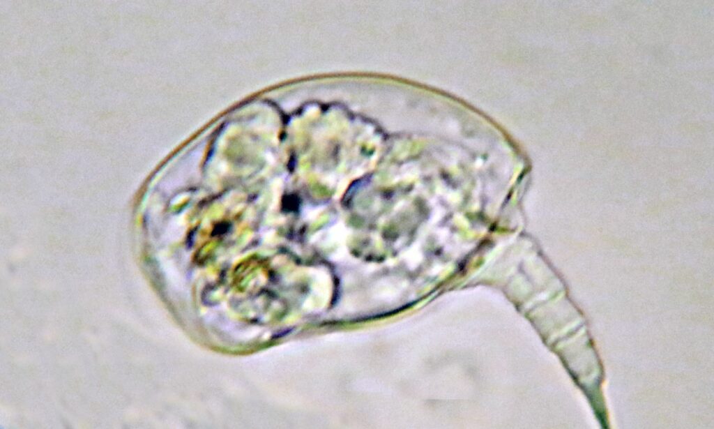 Zooplankton : Colurella sp.