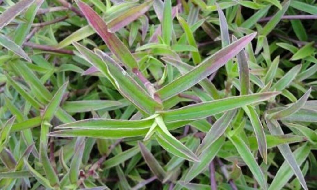 Aquatic weed : Commelina appendiculata