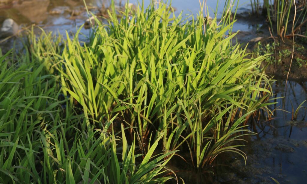 Aquatic weed : Cryptocoryne retrospiraiis