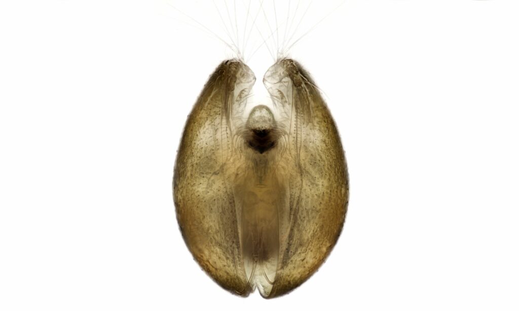 Zooplankton : Cypridopsis yucatanensis
