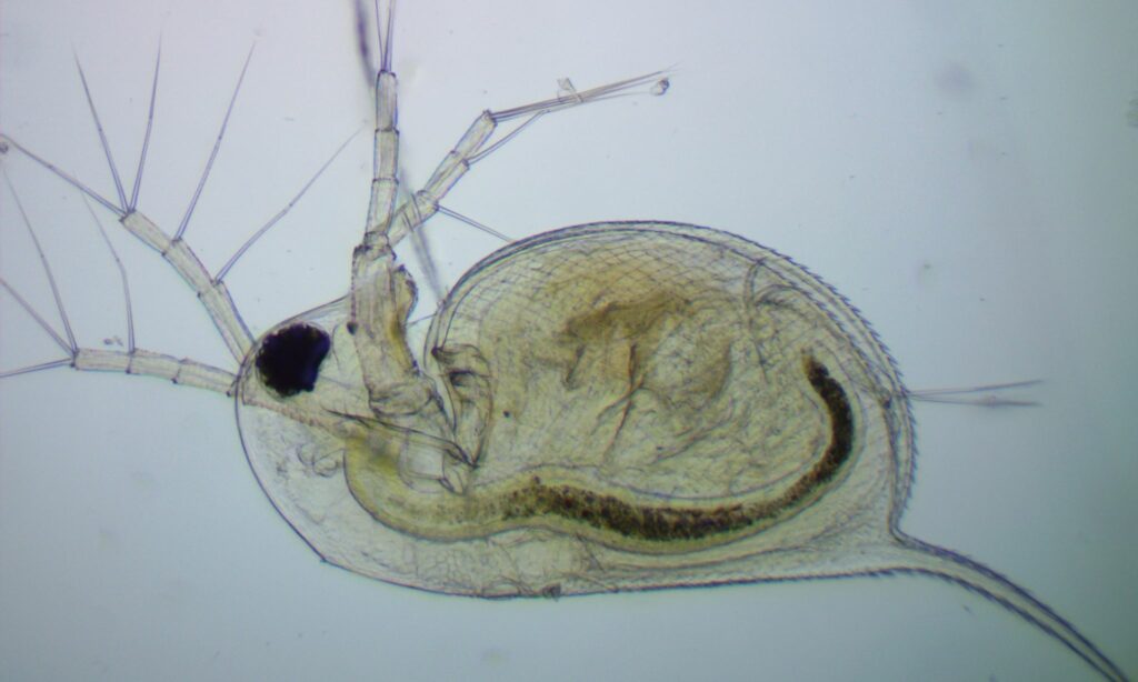 Zooplankton : Daphnia longispina