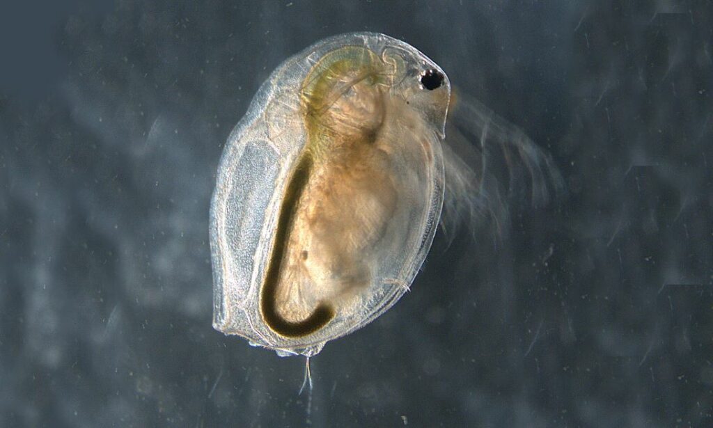 Zooplankton : Daphnia lumholtzi