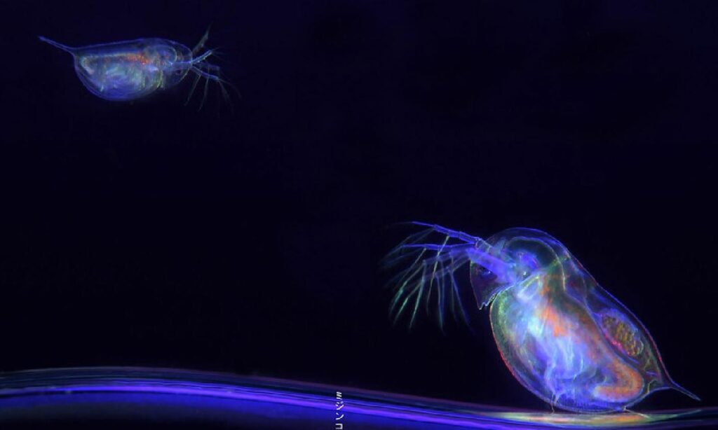 Zooplankton : Daphnia smilis