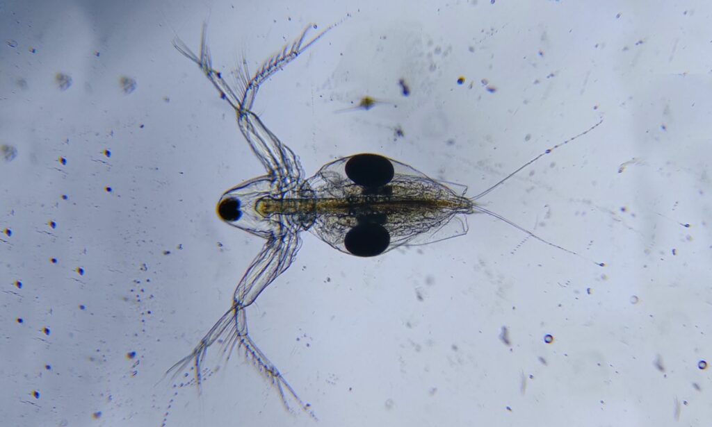 Zooplankton : Diaphanosoma brachyurum
