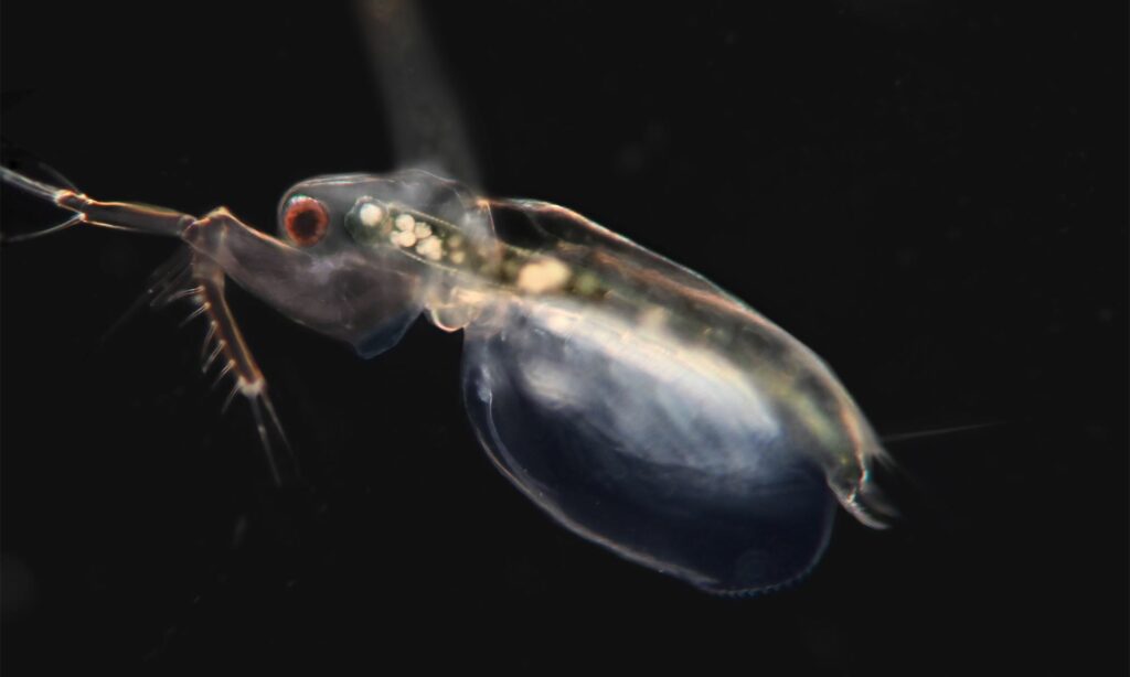 Zooplankton : Diaphanosoma excisum