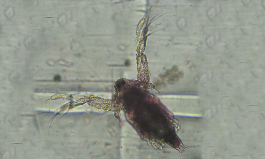 Zooplankton : Diaphanosoma sp.