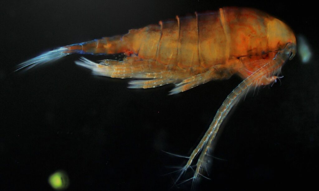 Zooplankton : Diaptomus glacialis
