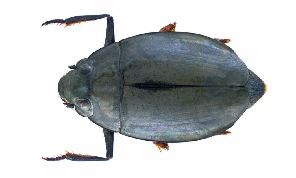 Insects : Dineutus spinosus