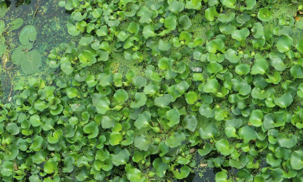 Aquatic weed : Eichhornia crassipes