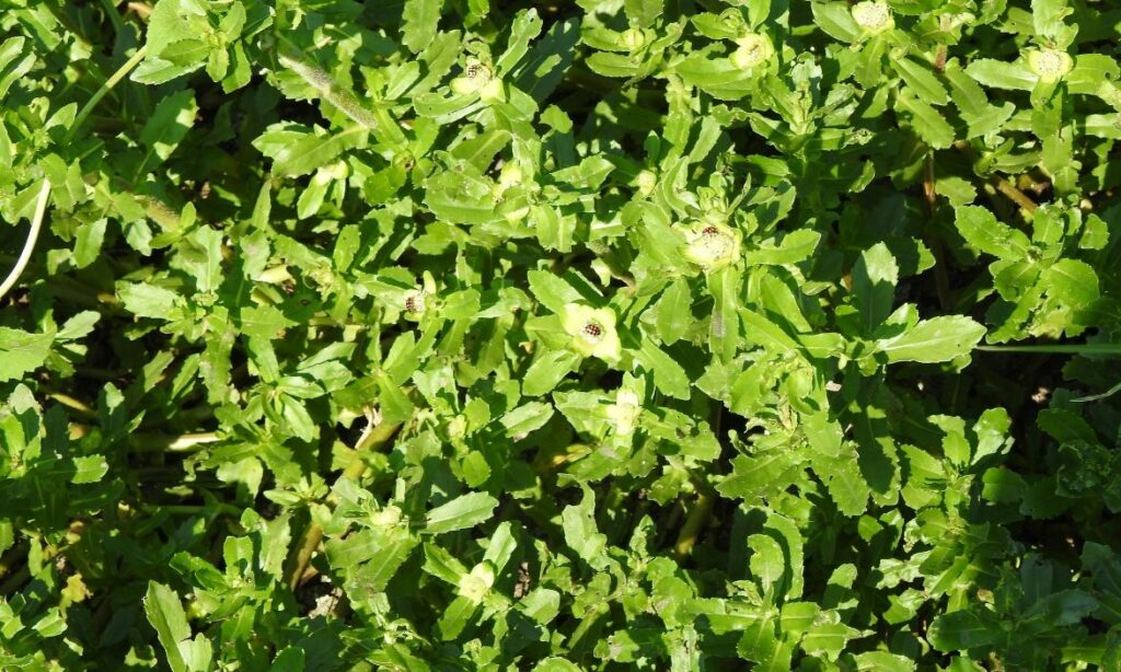 Aquatic weed : Enhydra fluctuans