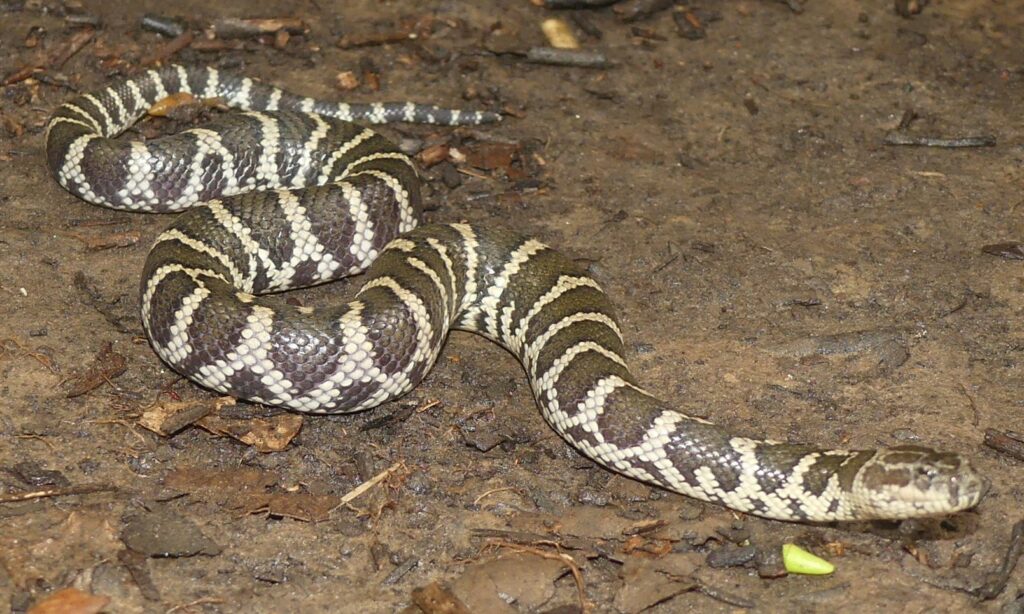 Snake : Ferania sieboldii