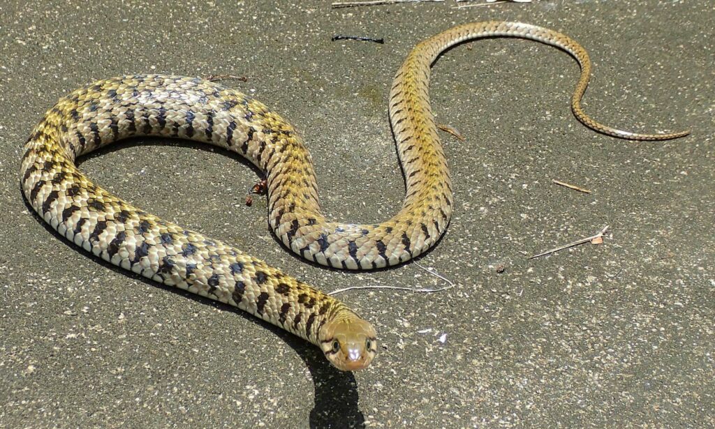 Snake : Fowlea flavipunctatus