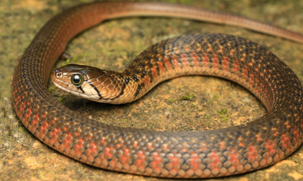 Snake : Fowlea piscator