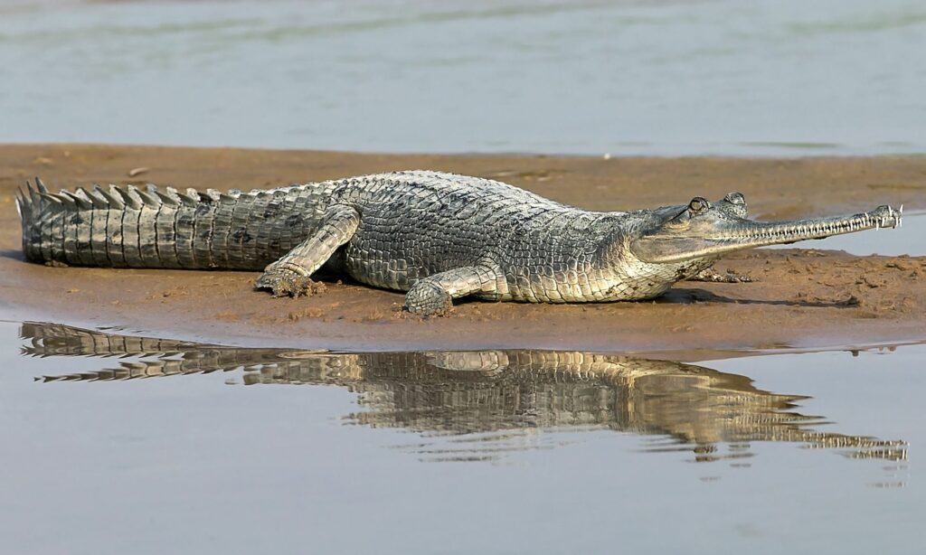 Crocodile : Gavialis gangeticus