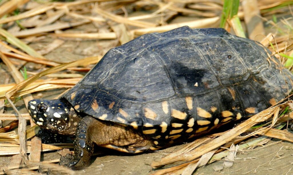 Turtle : Geoclemys hamiltonii