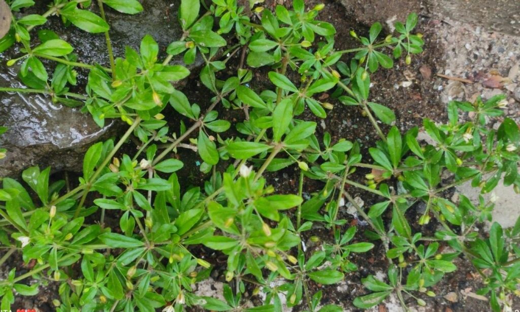 Aquatic weed : Glinus oppositifolius