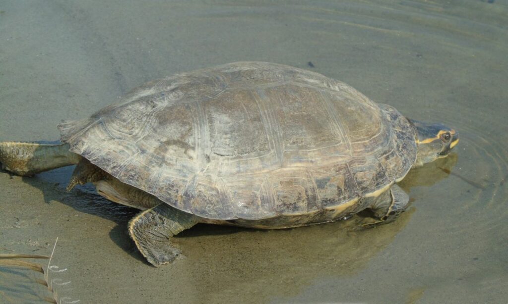 Turtle : Hardella thurjii
