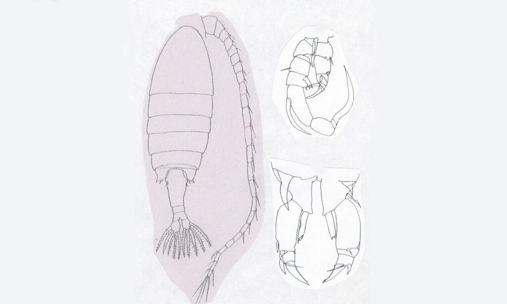 Zooplankton : Heliodiaptomus cinctus