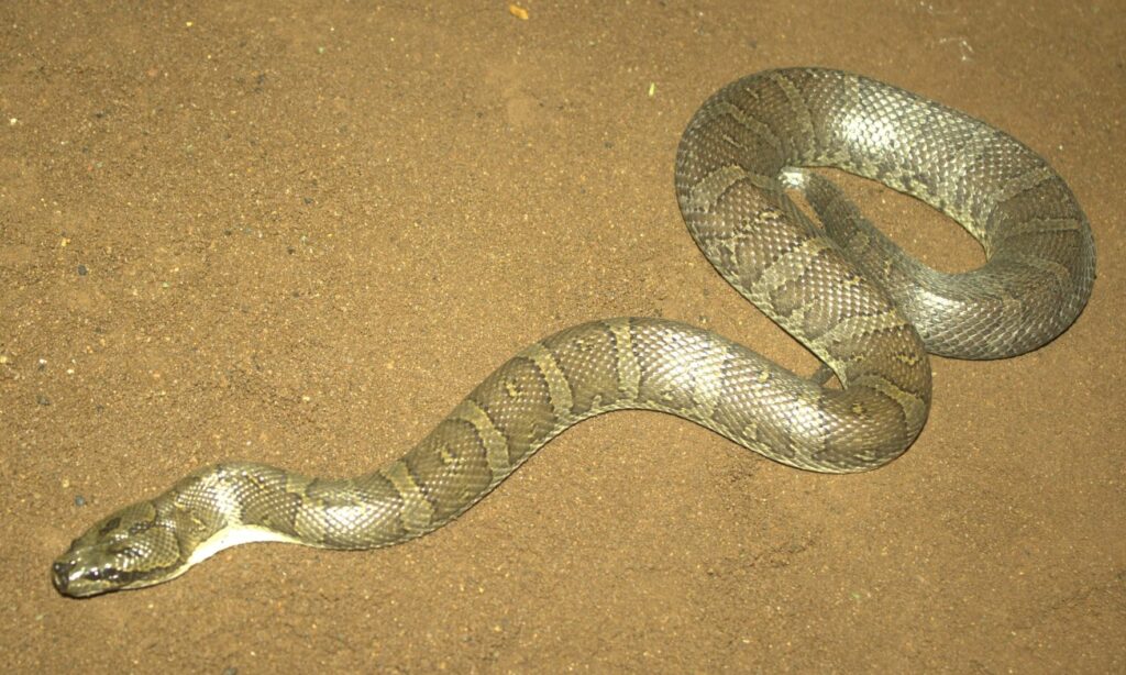 Snake : Homalopsis buccata