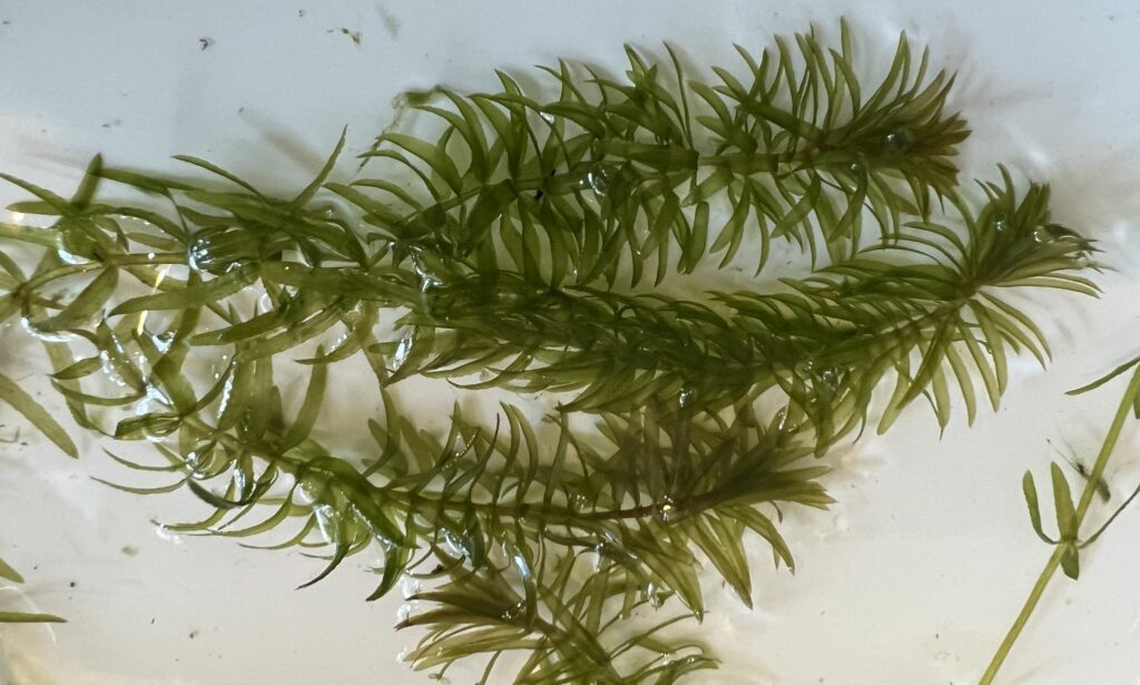 Aquatic weed : Hydrilla verticillata