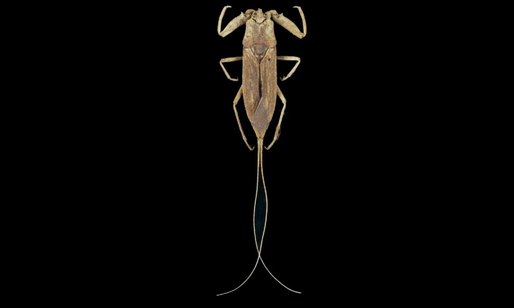 Insects : Laccotrephes elongata