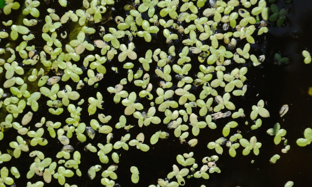Aquatic weed : Lemna perpusilla