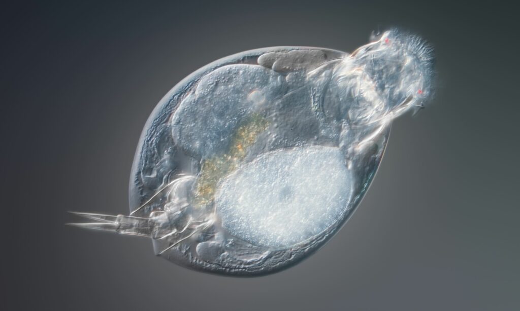 Zooplankton : Lepadella imbricata