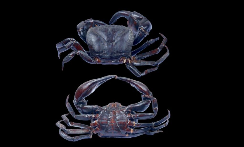 Crab : Maydelliathelphusa edentula