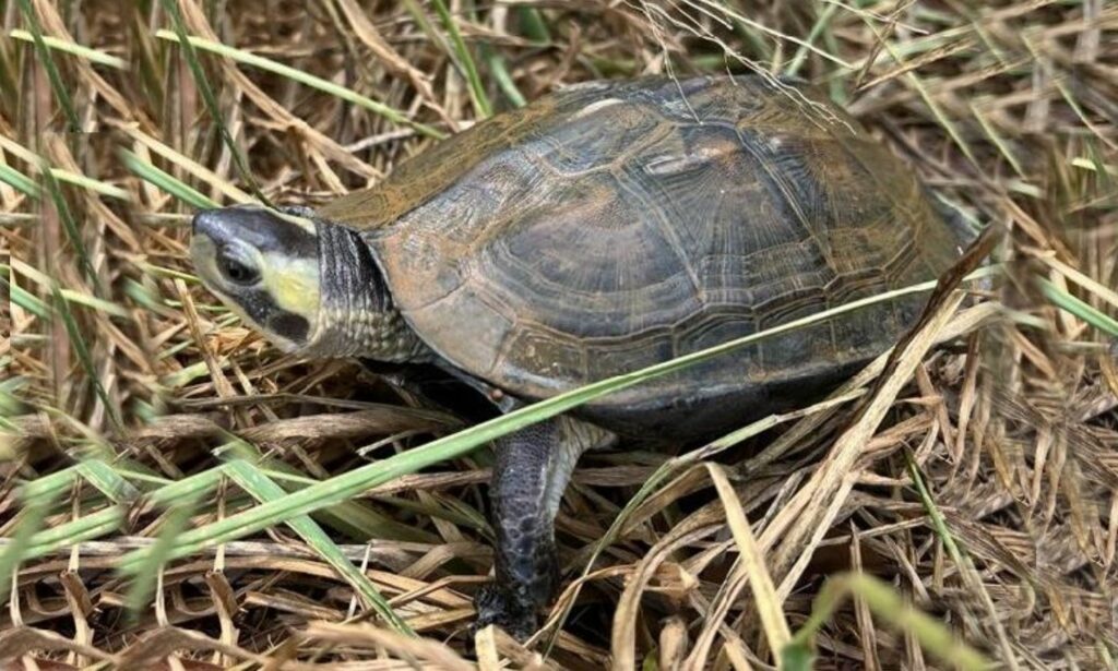 Turtle : Melanochelys trijuga