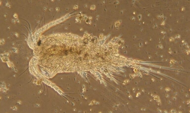 Zooplankton – Freshwater Biodiversity Portal of Bangladesh