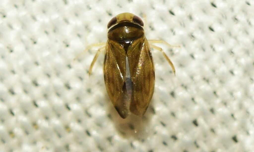 Insects : Micronecta scutellaris